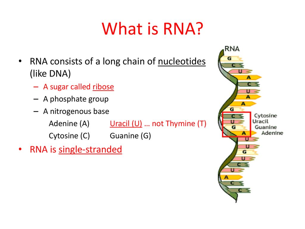 RNA Protein synthesis ppt download